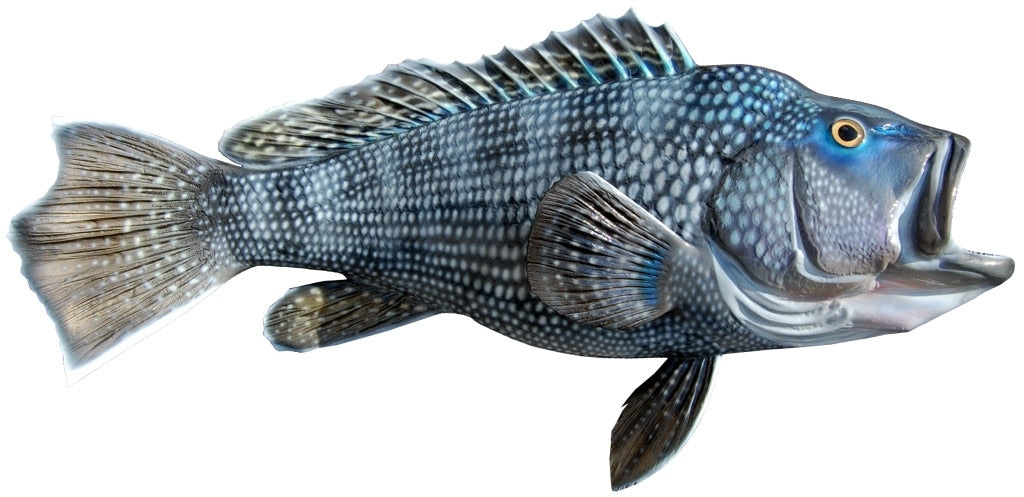 Black Sea Bass Jumbo (2 fish)