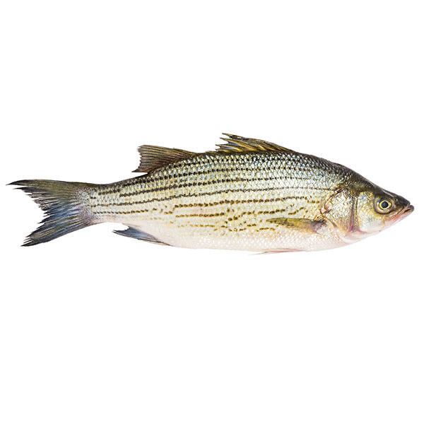 Hybrid Stripe Bass (2 fish,2 lb each)
