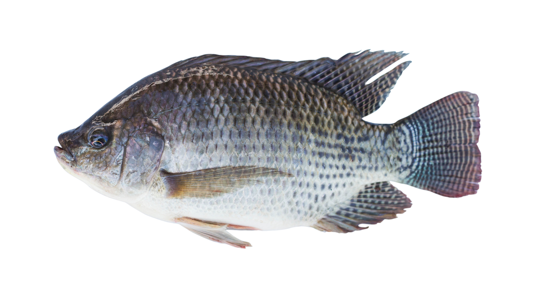 Tilapia (10 fish)
