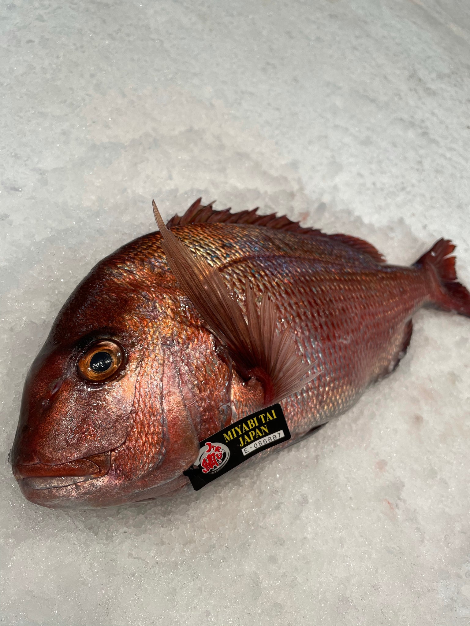 Madai, red snapper (5 fish) – KleinLine Online Store